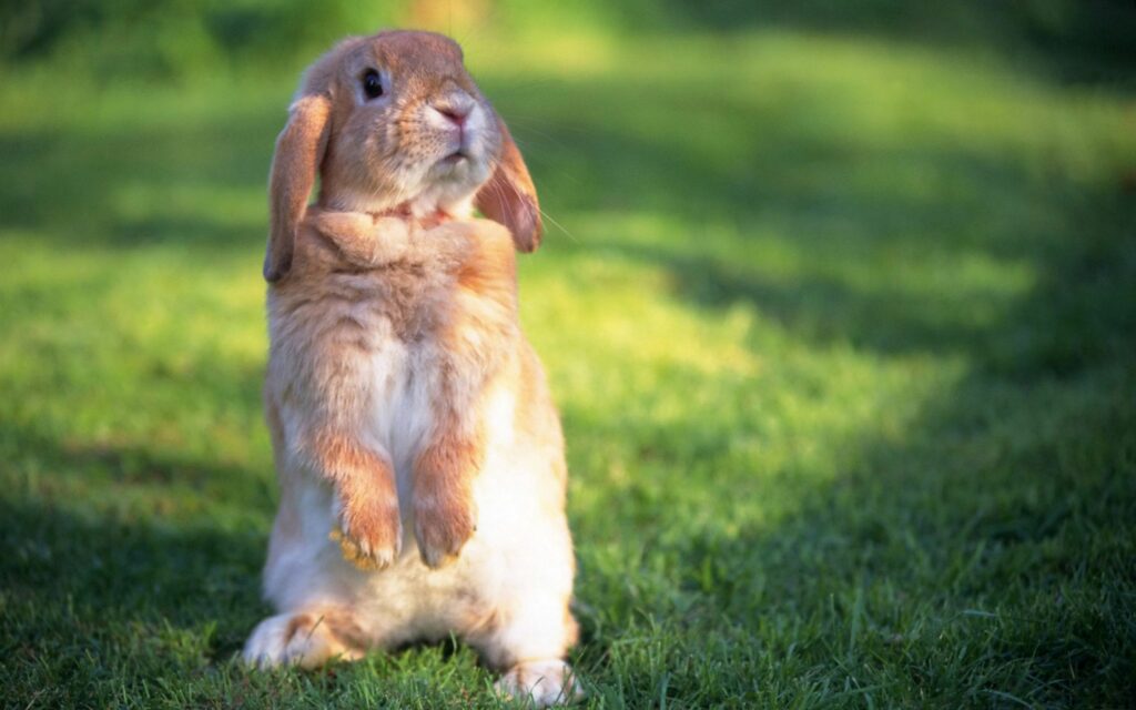 Charming Rabbit Wallpaper on Lush Green Grass - Serene Nature Background