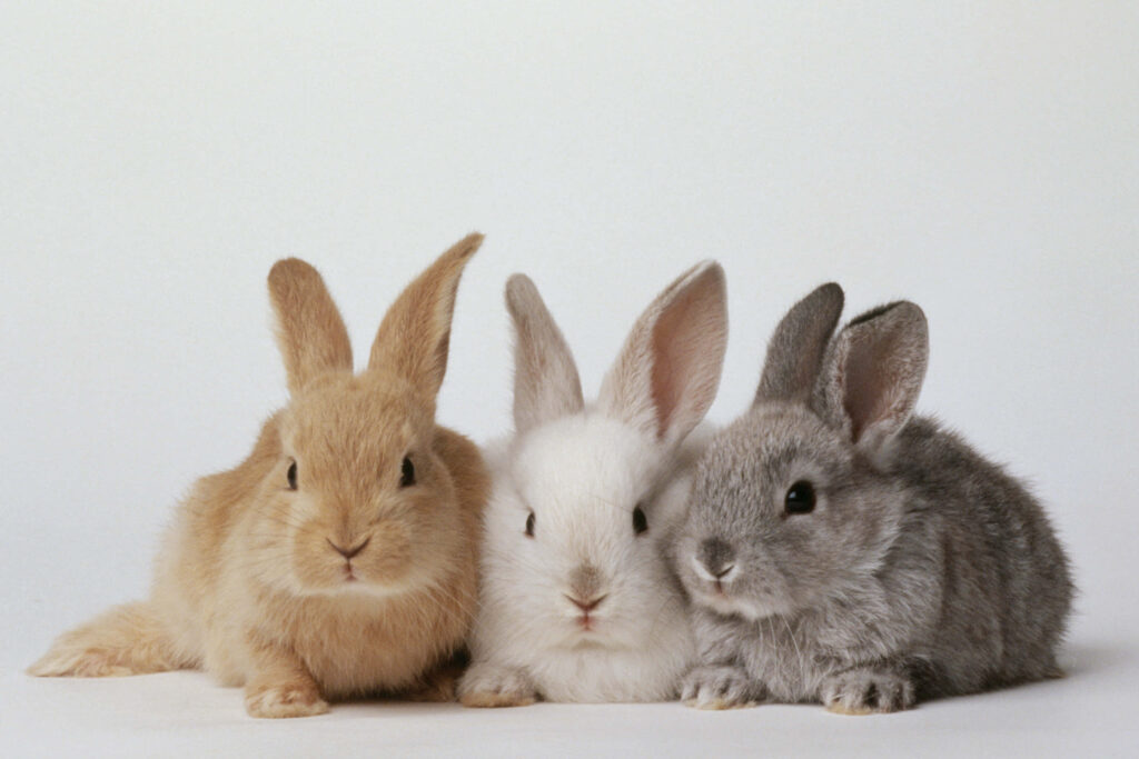 Charming Three Adorable Rabbits Wallpaper Background
