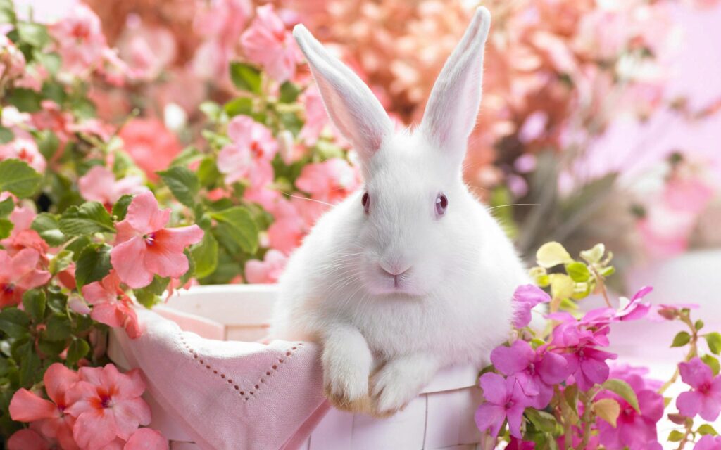 Cute Rabbit in Bloom: Vibrant Pink and Peach Floral Wallpaper