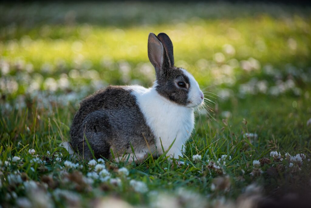 Charming Rabbit in Lush Field: Cute Wallpaper Highlighting Serenity