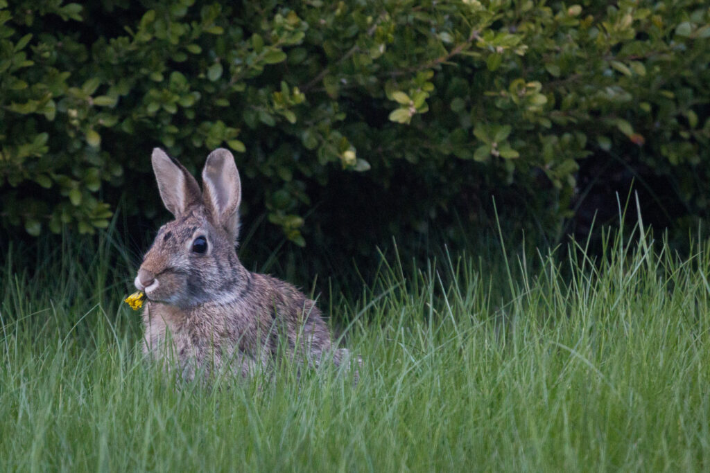 Playful Rabbit with Flower in Lush Green Grass Background Wallpaper