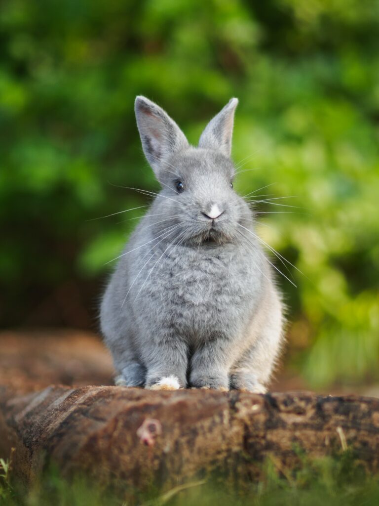 Charming Fluffy Rabbit Wallpaper on Lush Green Background
