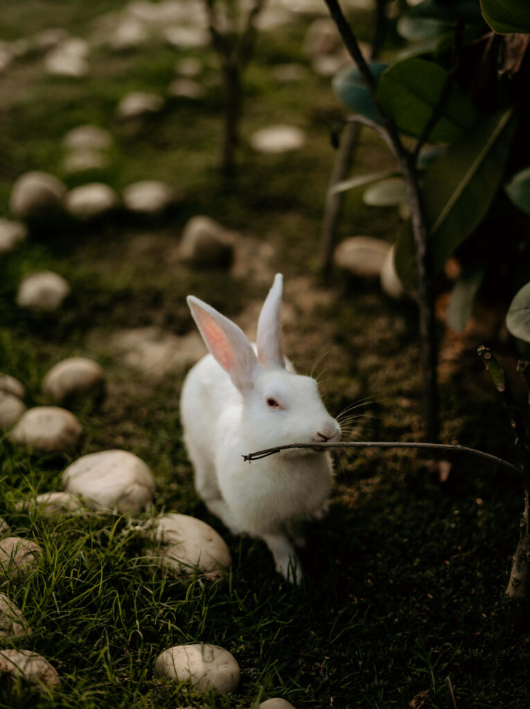 Charming Wallpaper: Cute White Rabbit in Lush Greenery Background