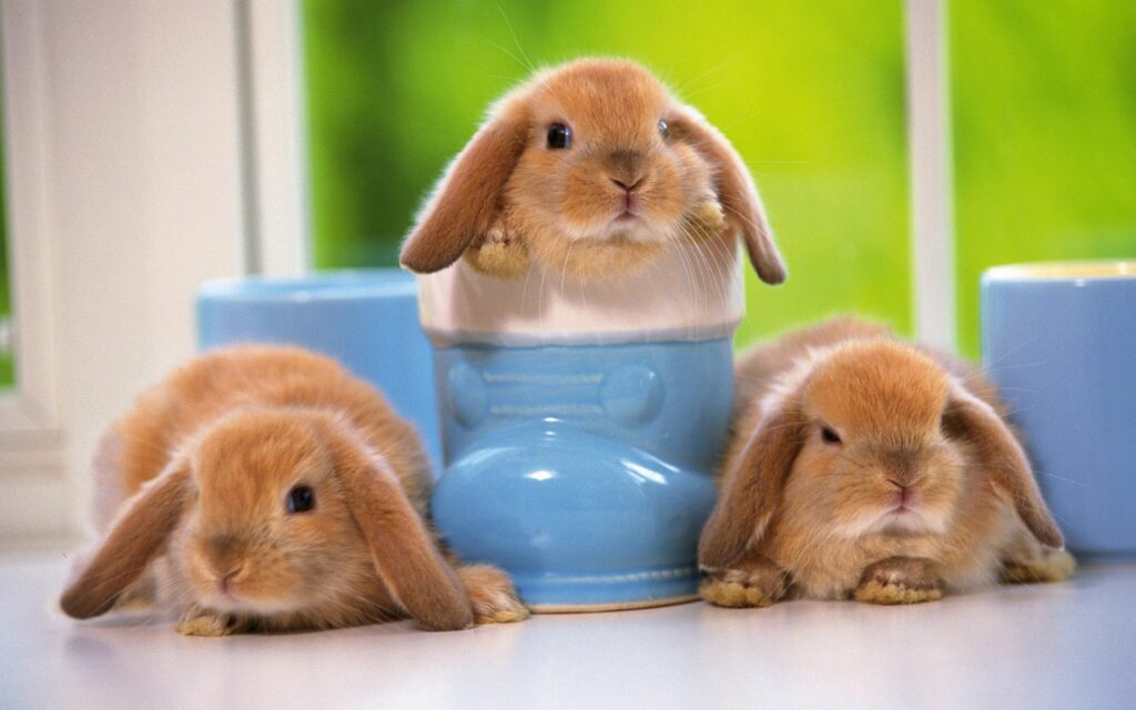 Charming Rabbit Wallpaper: Fluffy Bunnies in a Bright Green Scene