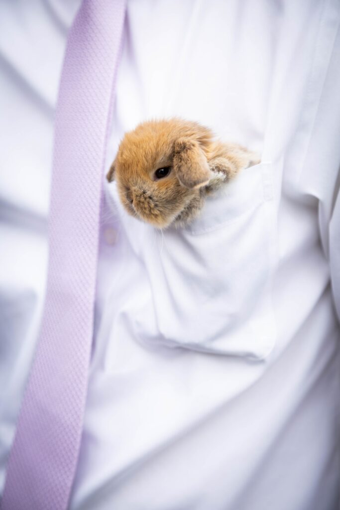 Charming Rabbit in Shirt Pocket Wallpaper: Cute & Cozy Background