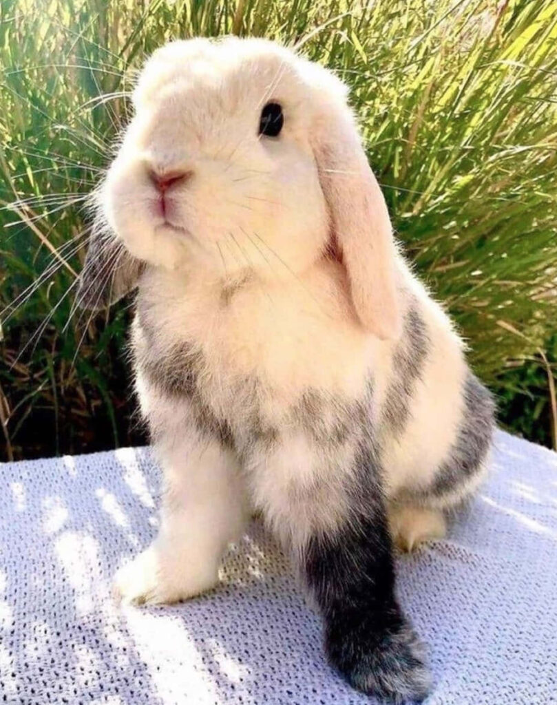Fluffy Rabbit Wallpaper: Cute Animal Design in Sunlit Grass