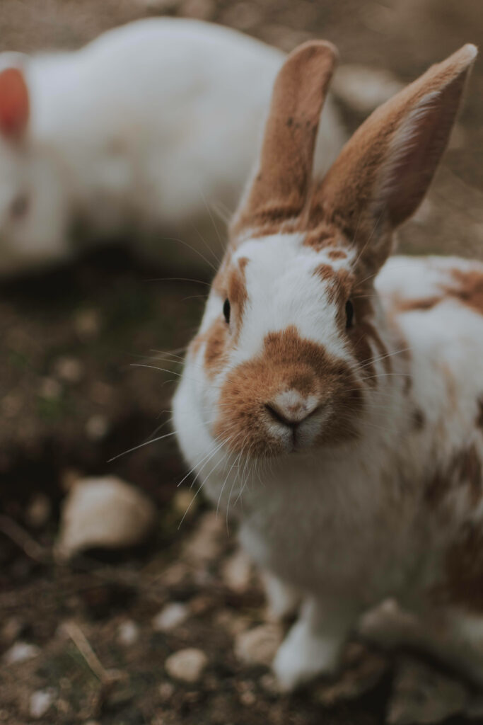 Charming Fluffy Brown & White Rabbit Wallpaper for Nature Lovers