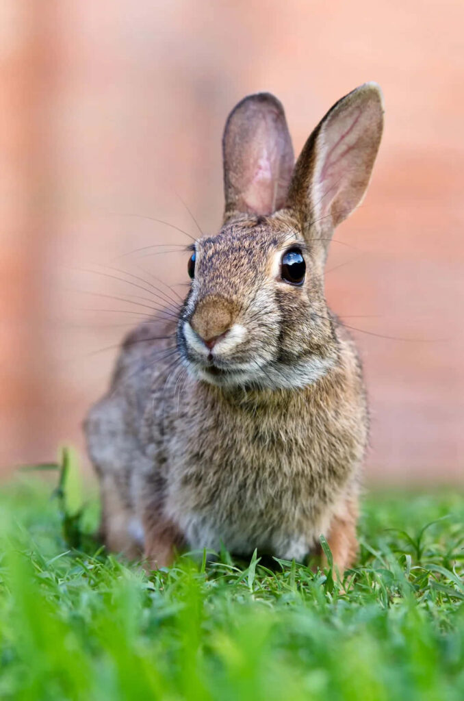 Charming Rabbit Wallpaper: Graceful on Lush Green Grass