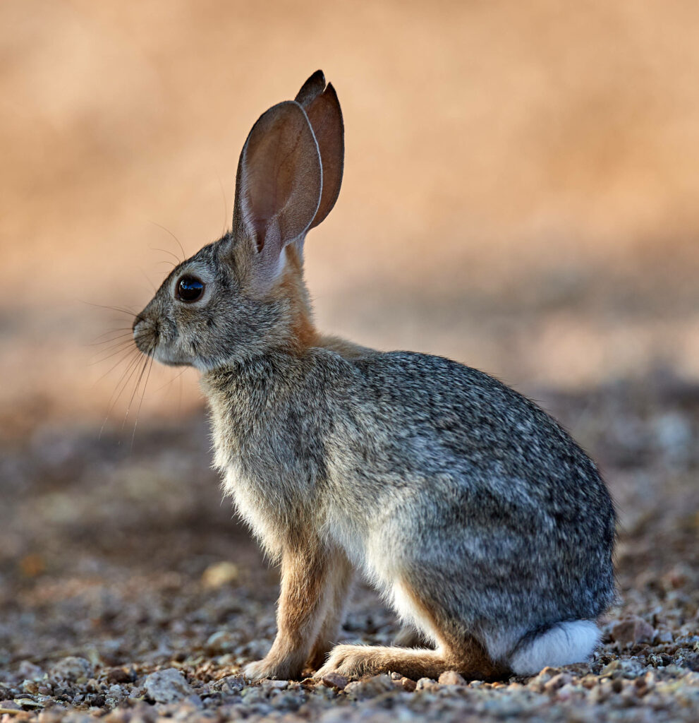 Charming Rabbit Wallpaper: Graceful Bunny on Pebbled Surface