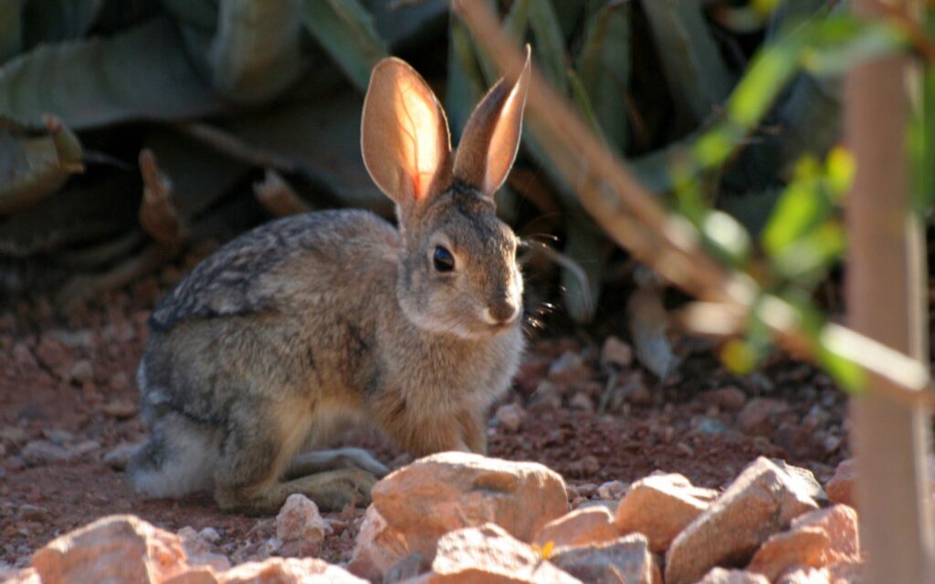 Serene Rabbit Wallpaper | High-Res 2560x1600 Natural Setting