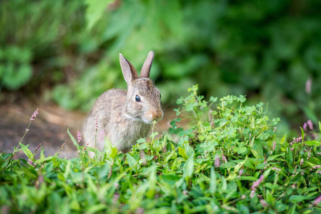 Playful Rabbit Wallpaper: Serene Greenery & Vibrant Plant Background