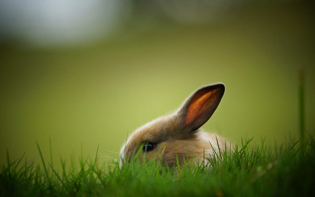 Charming Rabbit in Vibrant Grass - Serene Nature Wallpaper
