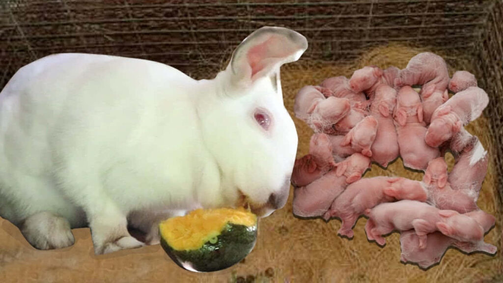 Charming Rabbit Wallpaper: White Rabbit & Newborns in Rustic Setting