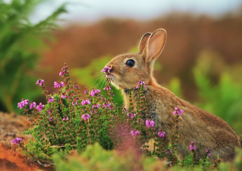 Charming Rabbit Amidst Flowers: Serene Blurred Nature Wallpaper