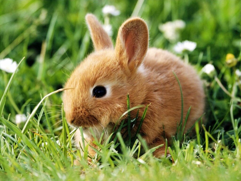 Adorable Rabbit in Lush Green Grass - Charming Nature Background Wallpaper