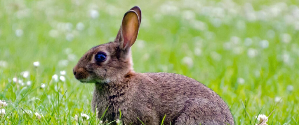 Big-Eyed Rabbit in Lush Meadow | Serene Nature Wallpaper