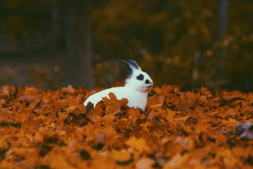 Charming Rabbit in Autumn Leaves - Cozy Fall Wallpaper Background