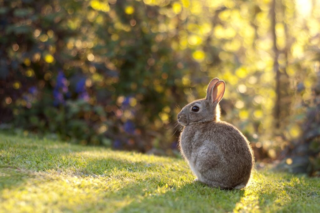 Charming Rabbit on Lush Grass - Warm Sunlit Nature Wallpaper