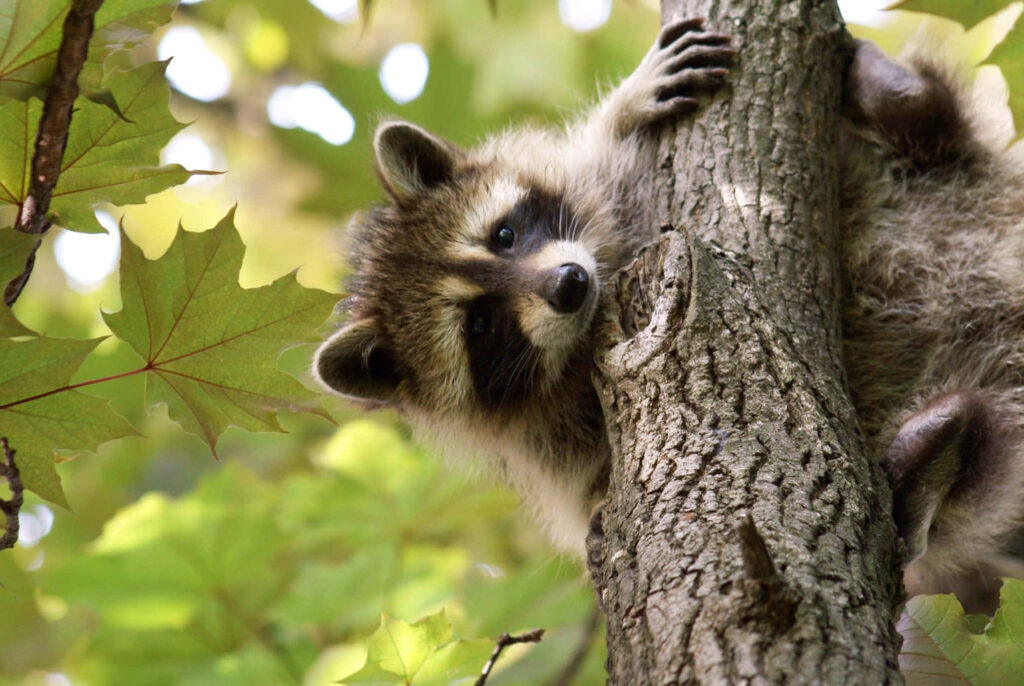 Adorable Raccoon Climbing Tree: Cute Wallpaper with Green Leaves