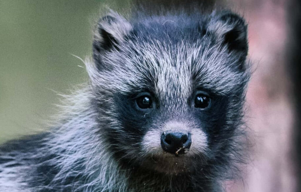 Charming Close-Up of Playful Raccoon with Expressive Eyes Wallpaper
