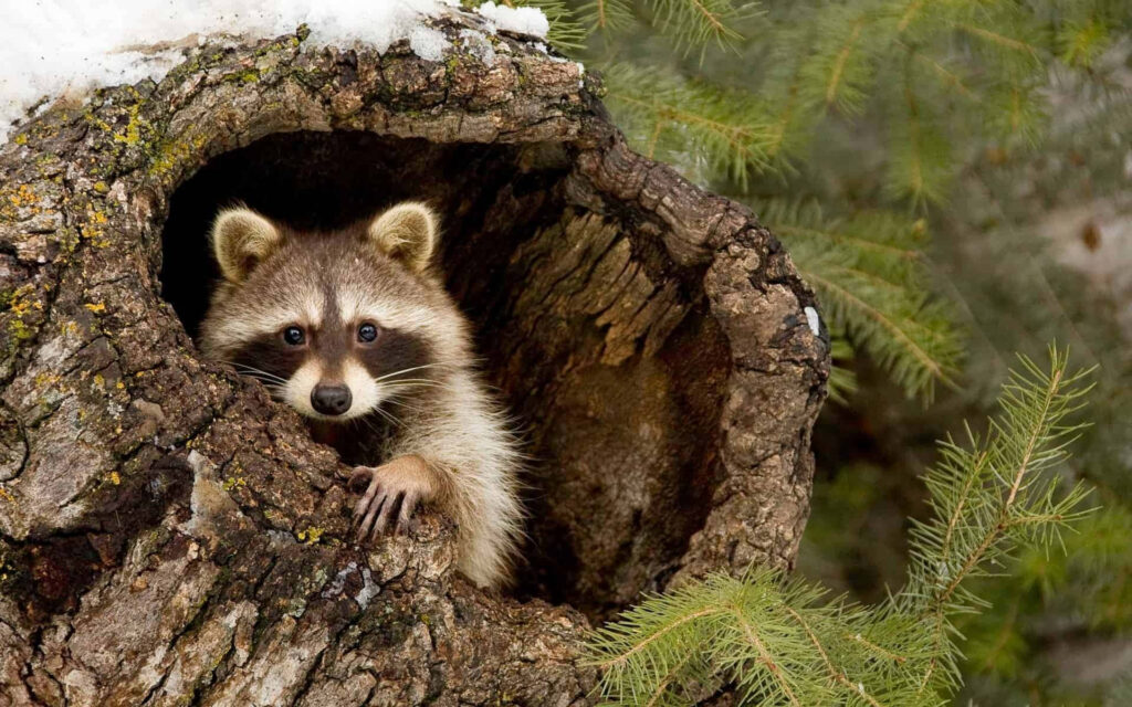 Curious Raccoon in Weathered Log Surrounded by Serene Woodland Wallpaper