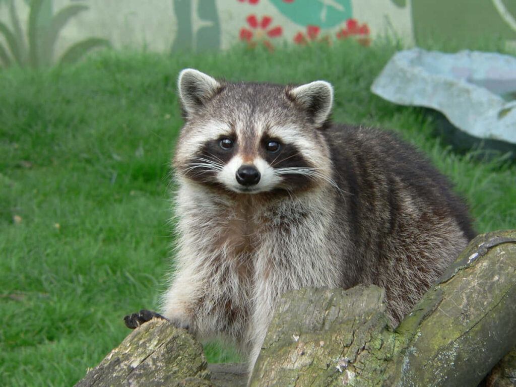 Charming Raccoon Wallpaper: Adorable Fur & Lush Greenery Background