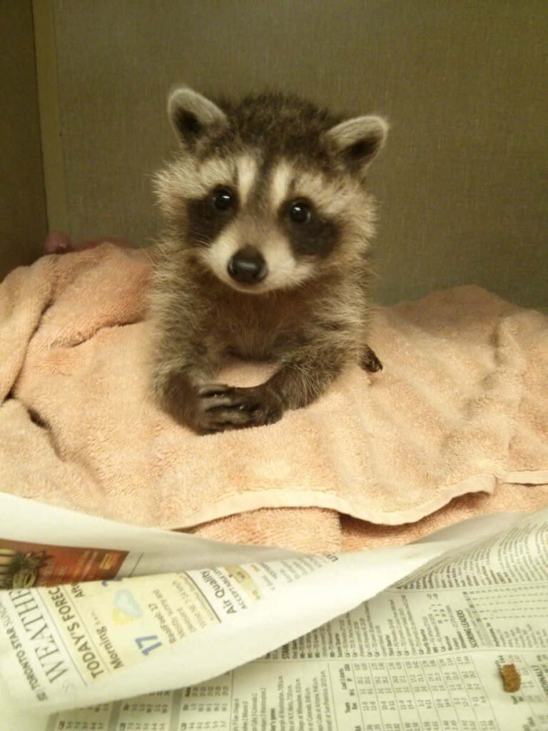 Charming Raccoon Resting on Towel - Cozy Wallpaper Background