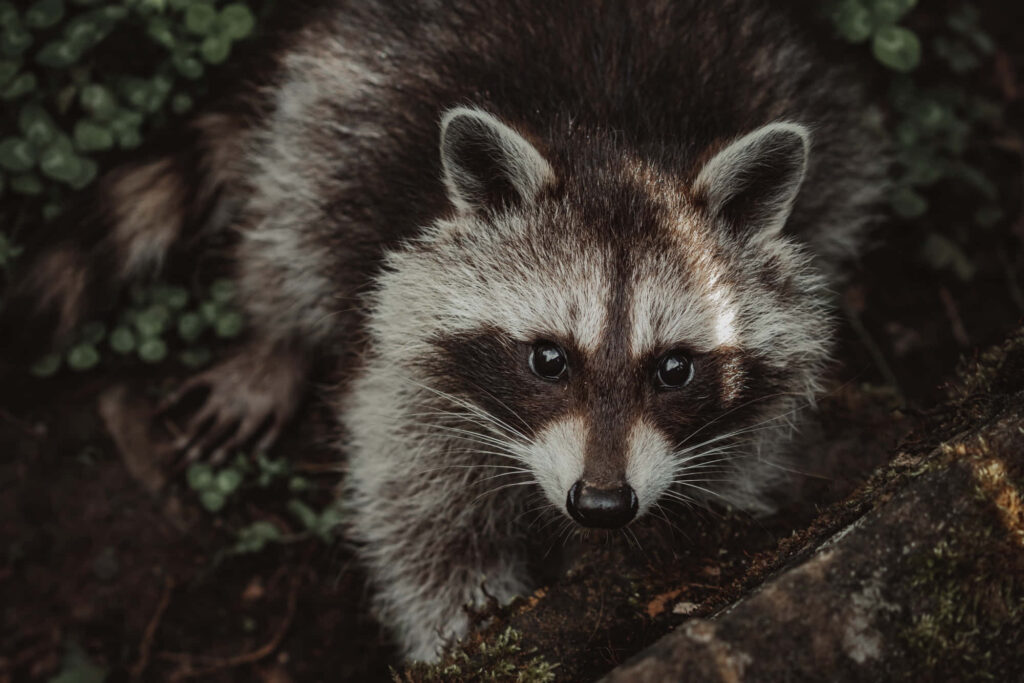 Cute Raccoon Top View Wallpaper: Curious Eyes & Natural Greenery