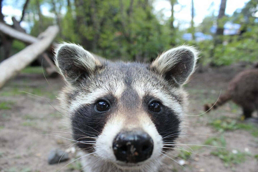 Charming Raccoon Close-Up in Natural Setting - Curious Eyes & Stripes Wallpaper
