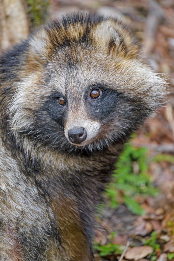 Charming Raccoon Close-Up Wallpaper in Nature Background