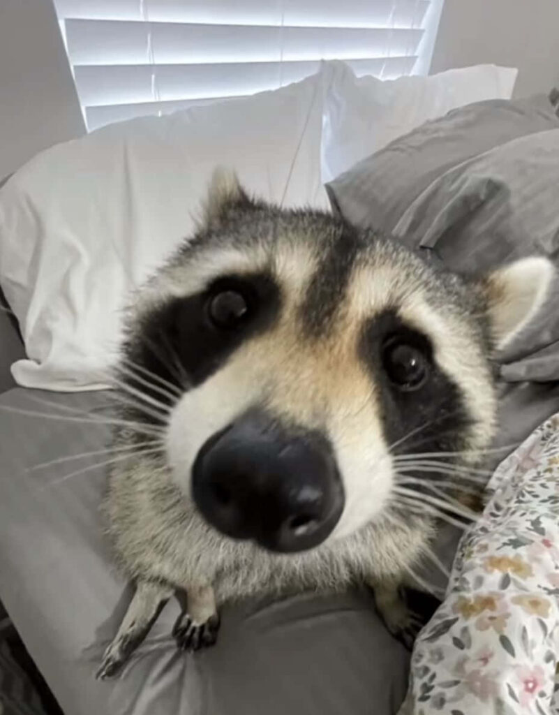 Charming Raccoon Wallpaper: Cute Close-Up for Your Screen