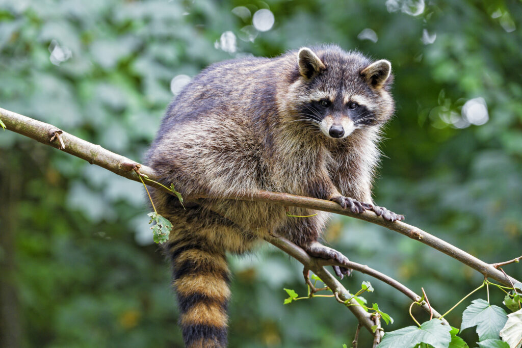 Charming Raccoon on Branch: Cute Nature Wallpaper Design