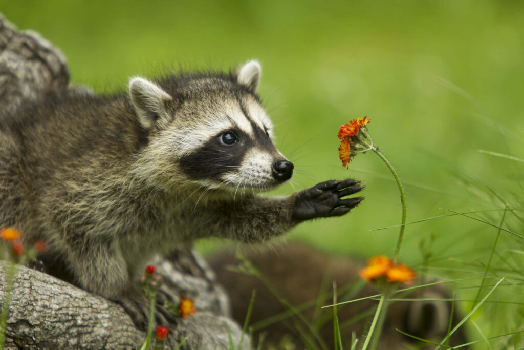 Charming Raccoon Reaching for Orange Flower in Lush Green Background Wallpaper
