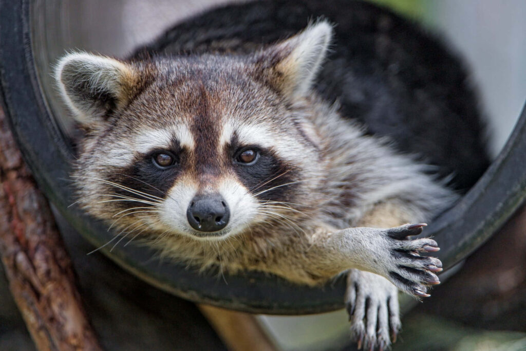 Adorable Raccoon Relaxing on Tire - Cute Animal Wallpaper