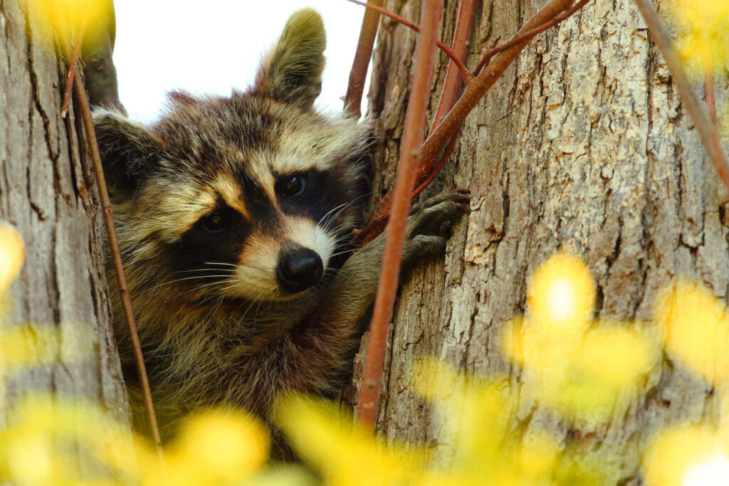 Adorable Raccoon Between Tree Branches - Nature Wallpaper 2048x1366