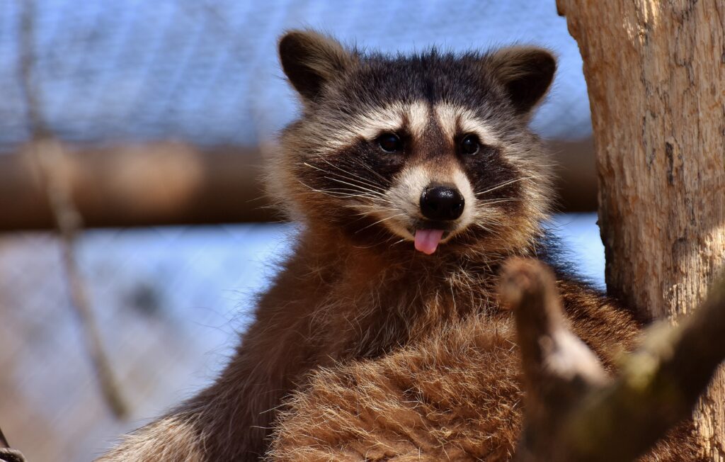 Charming Raccoon Wallpaper: Whimsical Woodland Close-Up