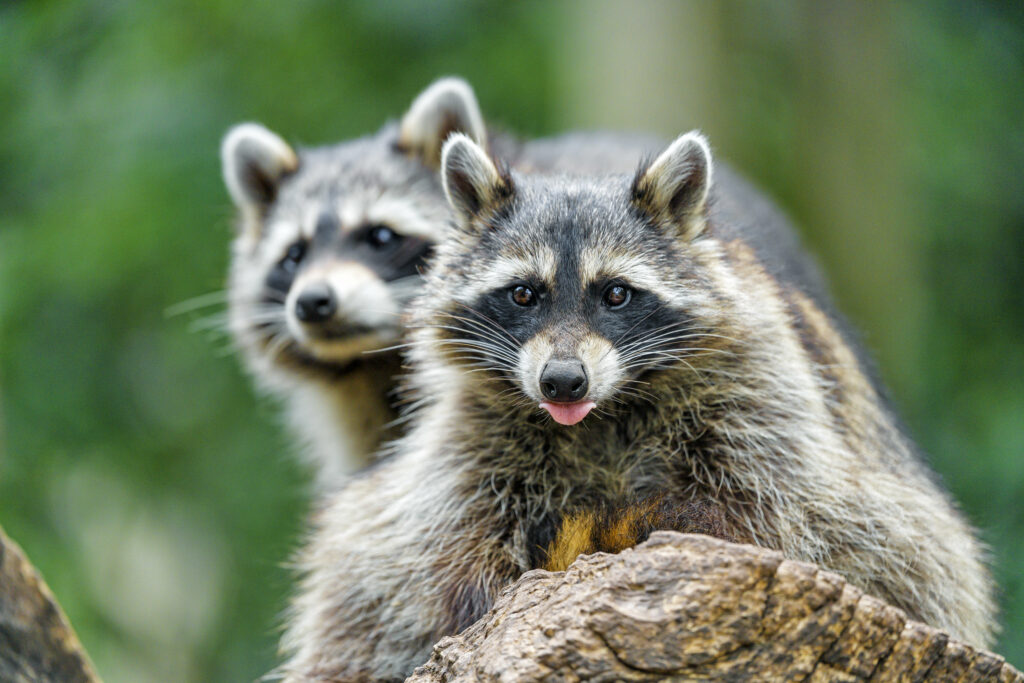 Charming Raccoons Playing Amidst a Lush Green Background Wallpaper