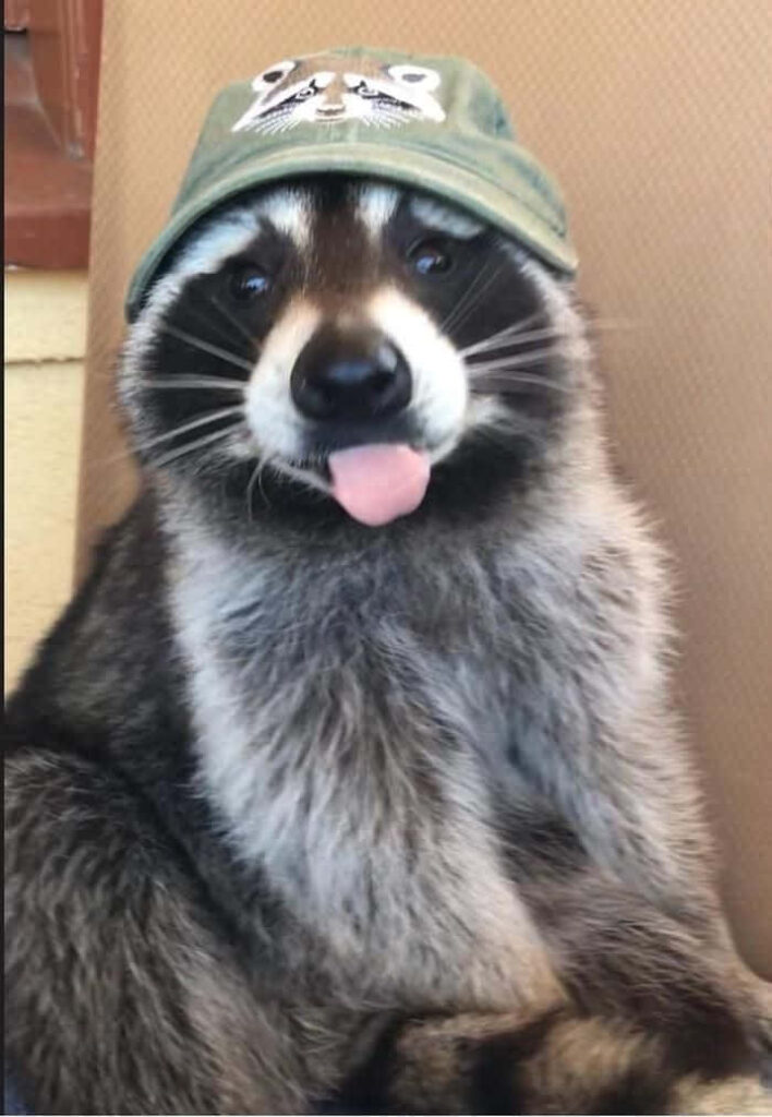 Adorable Raccoon in Cute Hat Sticking Tongue Out - Whimsical Wallpaper