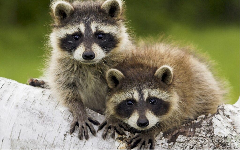 Charming Raccoons Relaxing on Timber in Serene Nature Scene Wallpaper