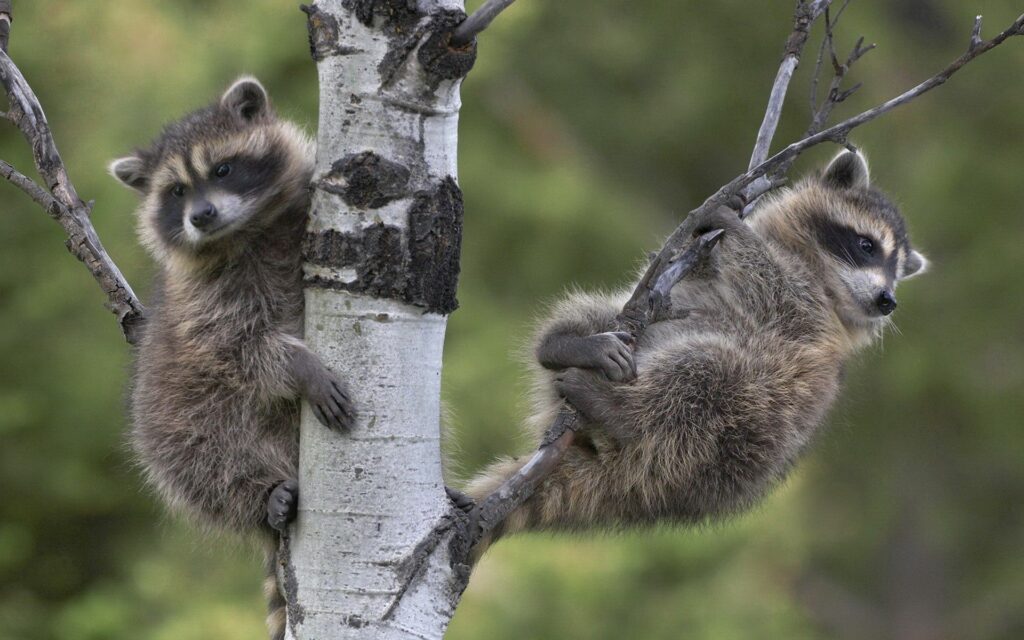 Charming Raccoons in a Tree - 1920x1200 Nature Wallpaper