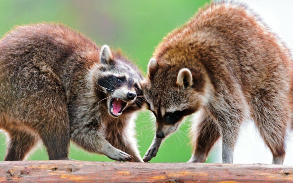 Curious Raccoons on a Log - 1920x1200 Nature Wallpaper