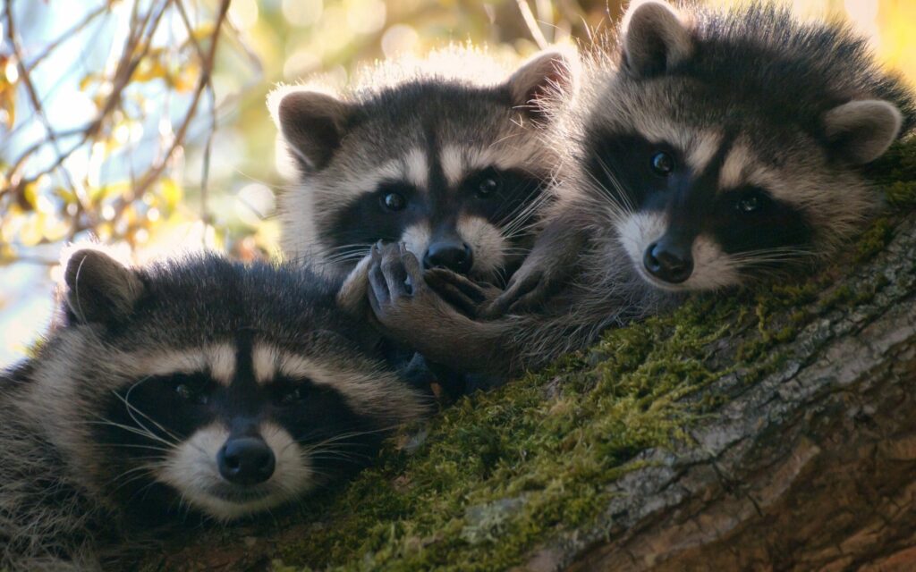 Playful Raccoons on Mossy Tree Branch - Lively Nature Wallpaper