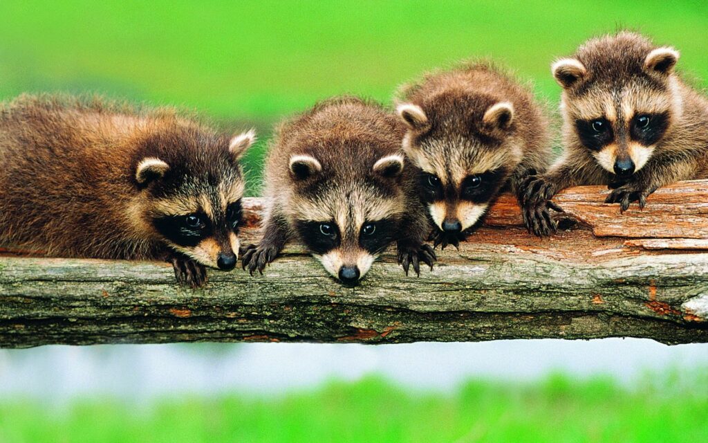 Charming Raccoon Family Wallpaper in Serene Forest Setting