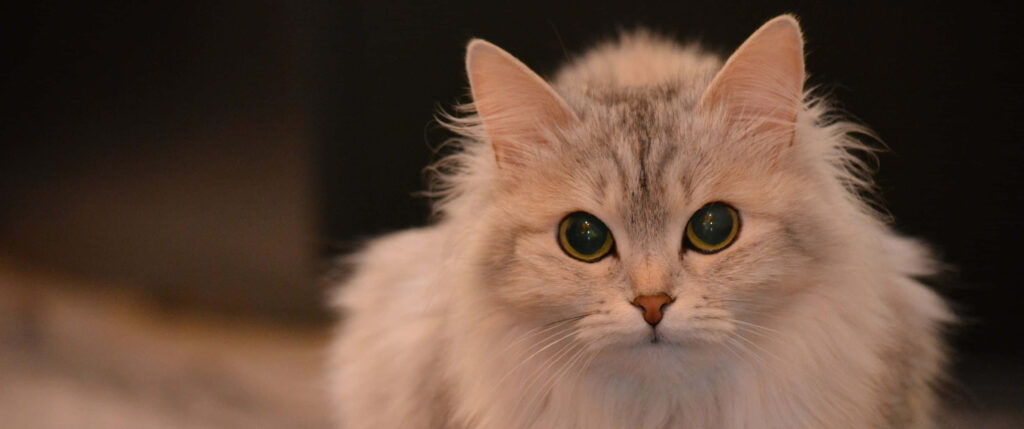 Charming Ragamuffin Cat Wallpaper: Fluffy Fur & Captivating Gaze