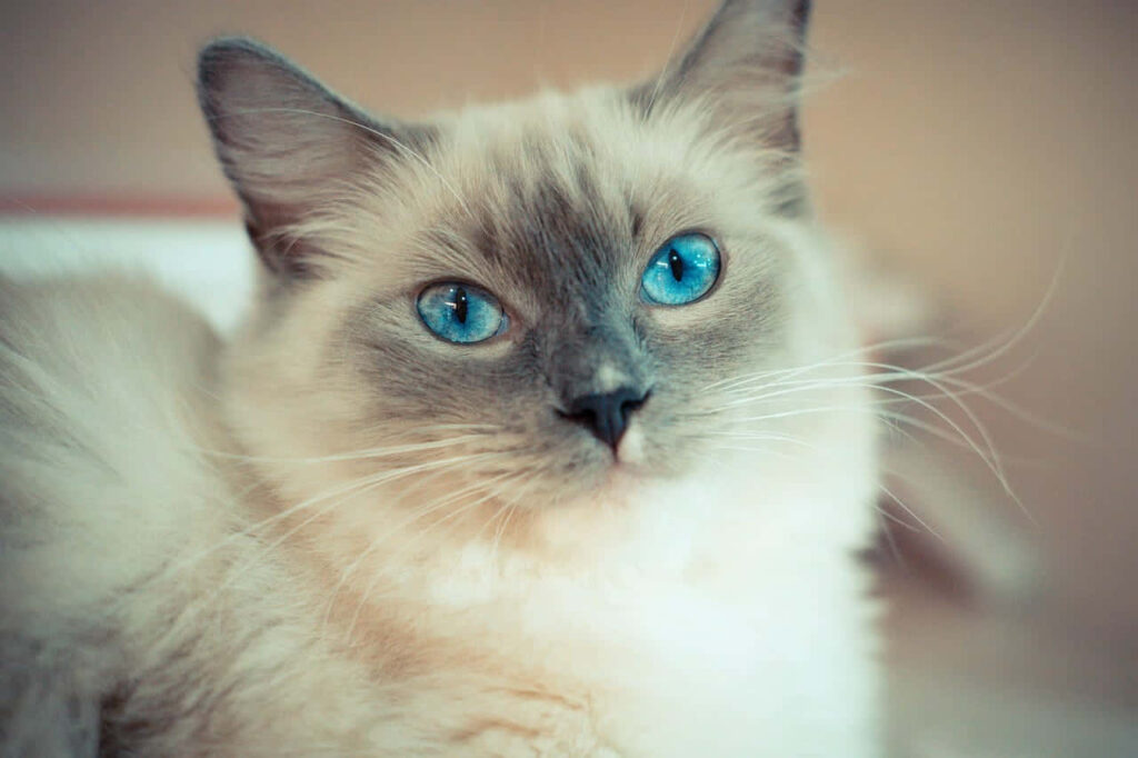 Charming Ragdoll Cat Wallpaper: Serene Blue-Eyed Comfort