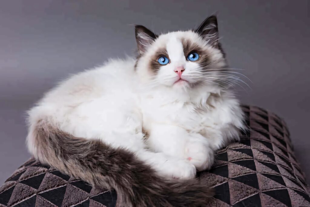 Cozy Ragdoll Cat Wallpaper: Fluffy Fur & Mesmerizing Blue Eyes