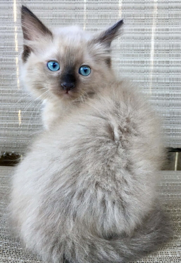 Charming Ragdoll Cat Wallpaper: Adorable Feline on Couch