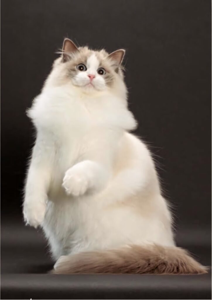 Charming Ragdoll Cat Wallpaper: Playful & Fluffy on Dark Background