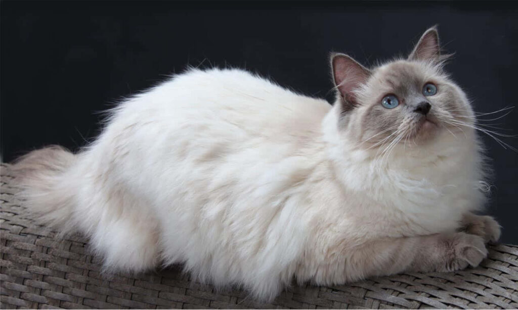 Elegant Ragdoll Cat Wallpaper: Fluffy Fur & Captivating Eyes