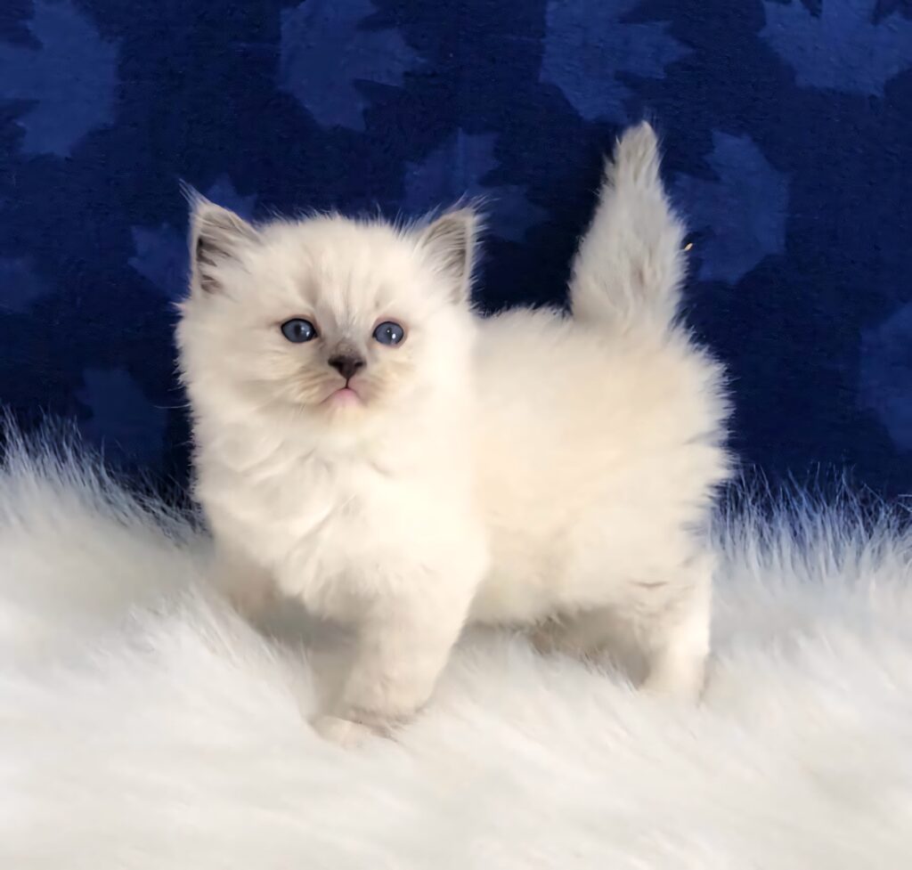 Charming Ragdoll Kitten Wallpaper: Cream Coat & Blue Eyes